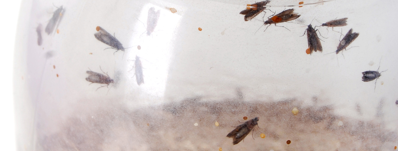 Mites