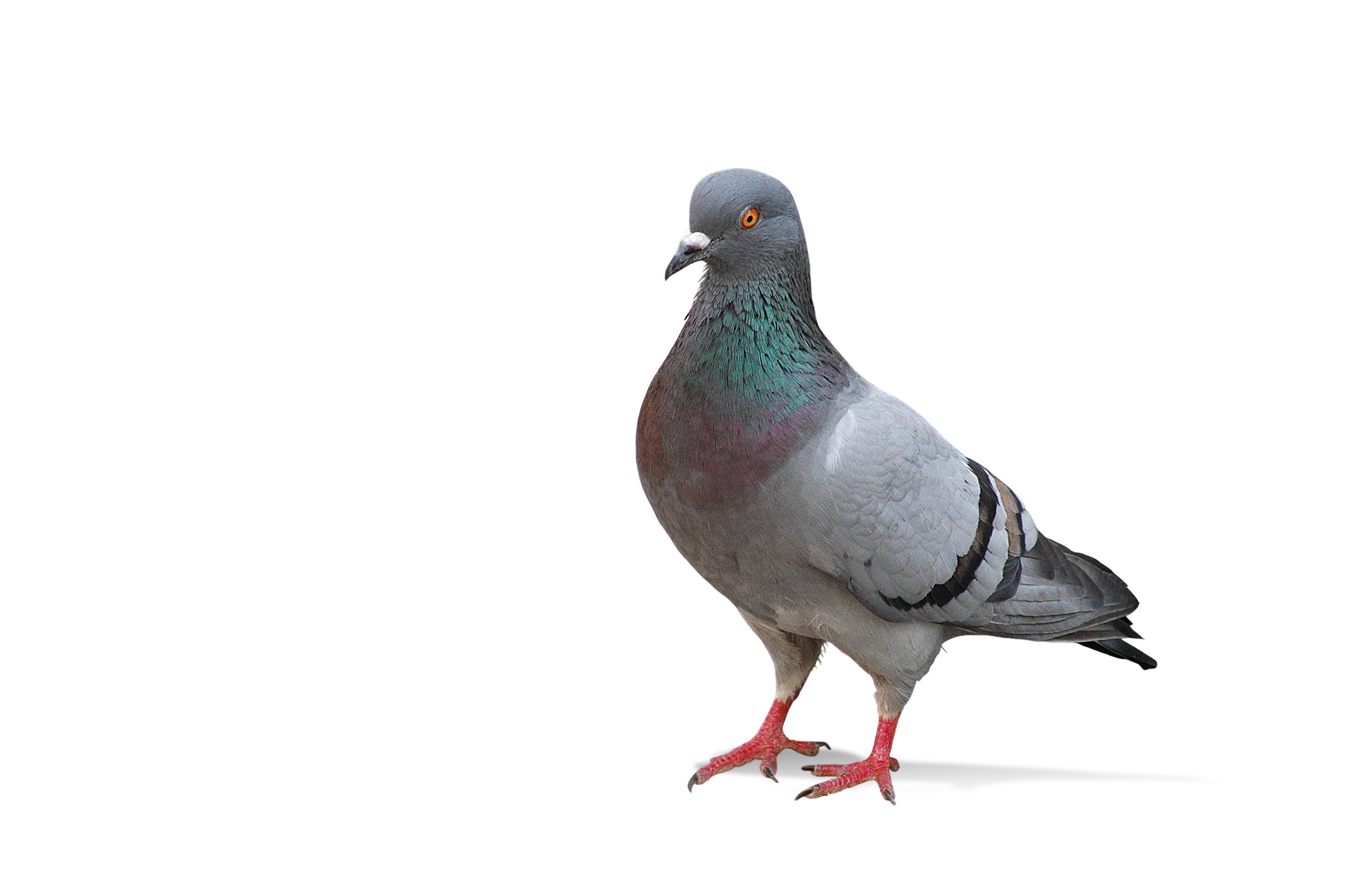 Pigeon