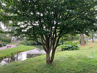 L'arbre au Square Saint-Roch où se tiendra l'événement