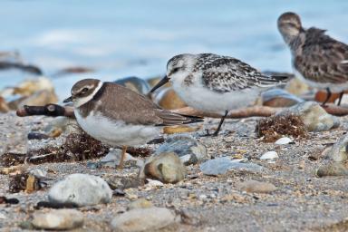 Oiseaux en bord de mer
