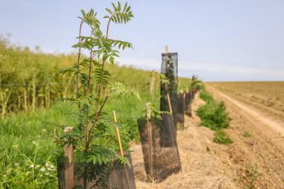 Plantation d'une haie à Saint-Laurent-de-Brèvedent