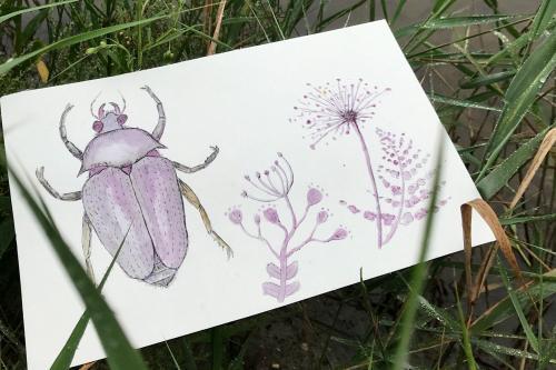 Dessin d'insecte posé dans des herbes hautes
