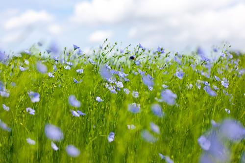 Fleurs de lin