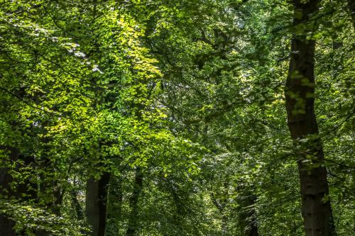 Forêt de Montgeon, au Havre