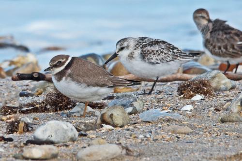 Oiseaux en bord de mer