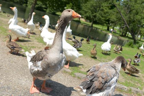 Parc de Rouelles, Le Havre