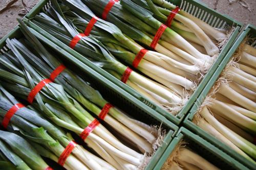 Agriculture et alimentation : bottes de poireaux