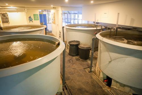 Les bacs d'aquaculture où grandissent les truites de Symbi0se