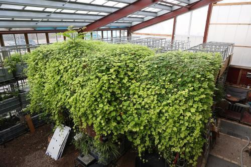 Les bacs d'hydroponie où sont cultivés les végétaux chez Symbi0se