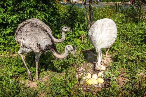 Des nandous, ces oiseaux d'Amérique du sud