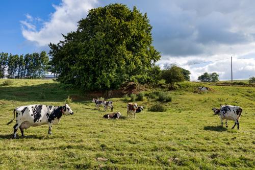 Une prairie et ses vaches