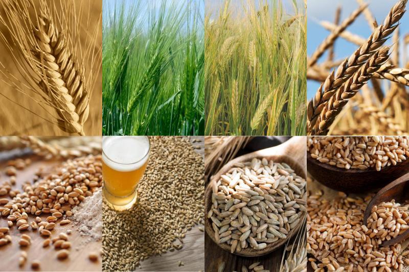 Les différentes céréales cultivées sur le territoire (de gauche à droite) : blé, orge, seigle, épeautre