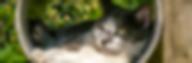 un chat dans un refuge
